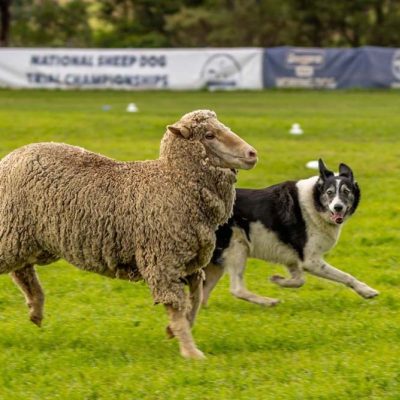 Sheep Dog Trial Invitational Competition & SAYFC National Sheepdog Final.