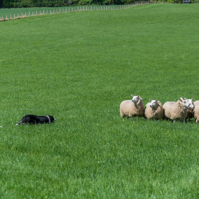 Sheepdog Trial