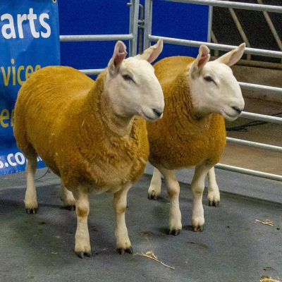 Show and Sale of Ewe Hoggs