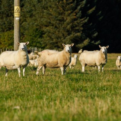 Scotsheep 2022