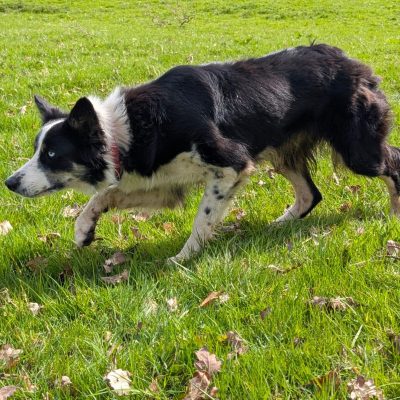 Sheep Dog Trial