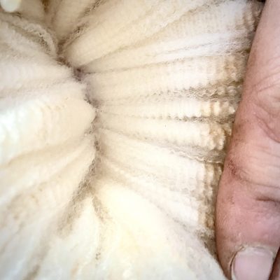 Fleece competition