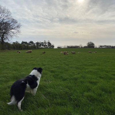 Sheepdog sale entry form