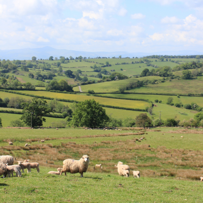 NSA Welsh Sheep 2025